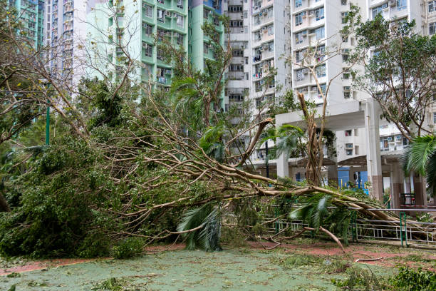 Fallen tree after typhoon in Hong Kong stock photo