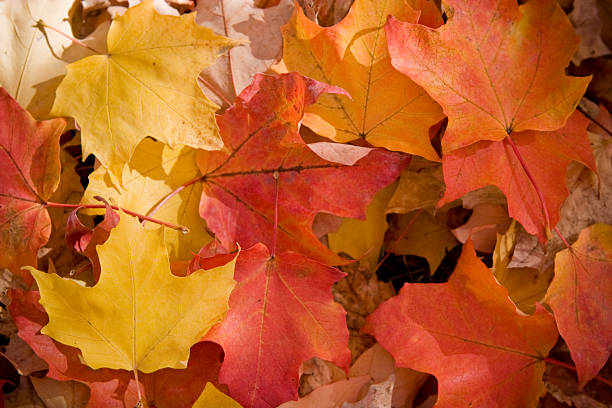 Maple leaves at Fall stock photo