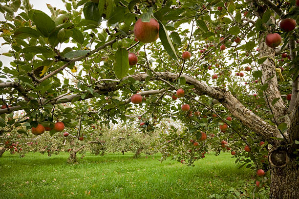 macieira em um pomar - apple tree apple orchard apple autumn imagens e fotografias de stock