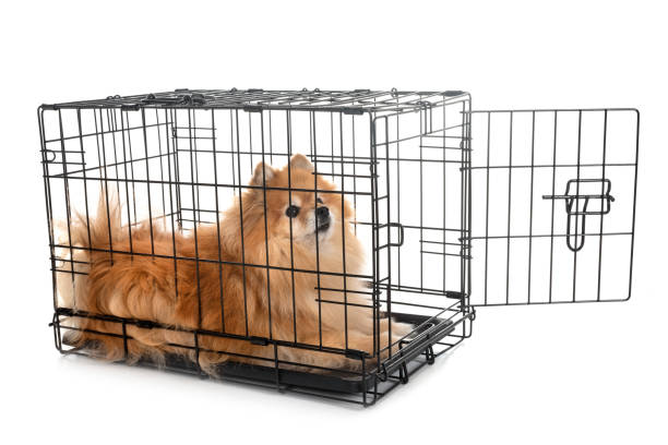 istock little dog and cage 1039517664