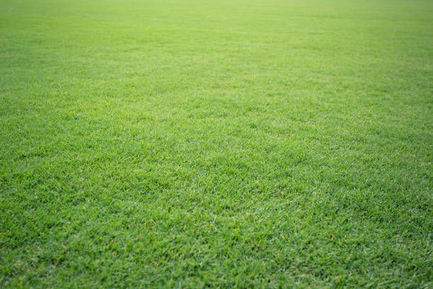 istock Green grass background texture. Golf or football field 1039519682