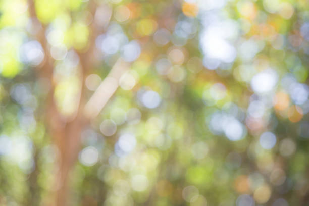 istock Bokeo natural light background,Green leaf backdrop brightness national, Blurred free sunshine area of the new day 1039521068