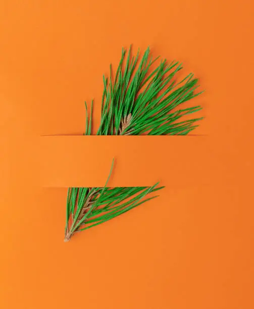 Branch of a green fir-tree on an orange background. Creative idea of Christmas and winter period