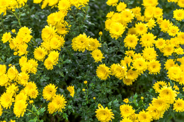 istock Yellow chrysanthemum background, autumn flowers bouquet 1039522152