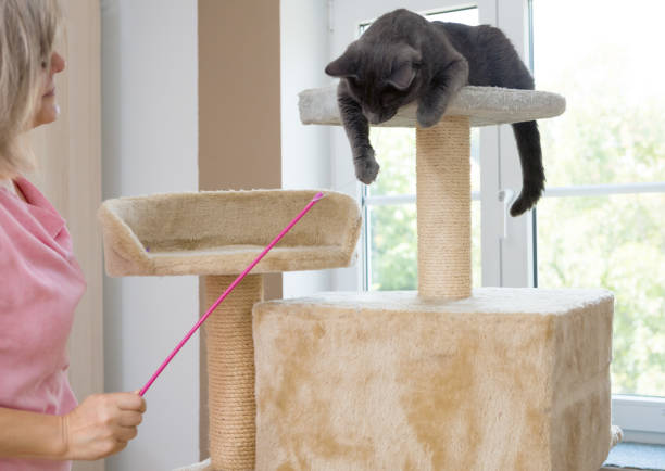 istock gray shorthair cat playful 1039523228