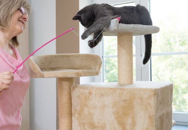 istock gray shorthair cat playful 1039525136