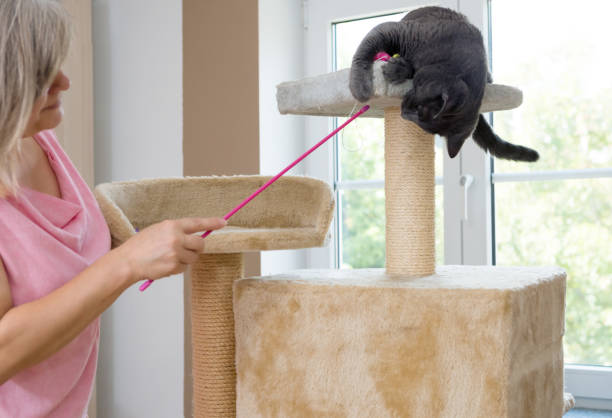 istock gray shorthair cat playful 1039525404