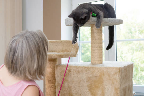 istock gray shorthair cat playful 1039525490