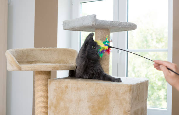istock playful gray shorthair cat 1039525528