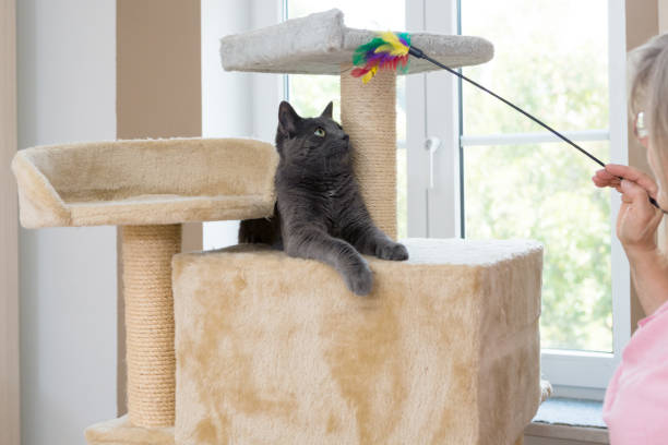 istock playful gray shorthair cat 1039525660