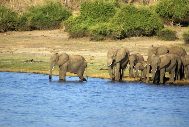 istock Herd of elephants crossing the Chobe River 1039537474