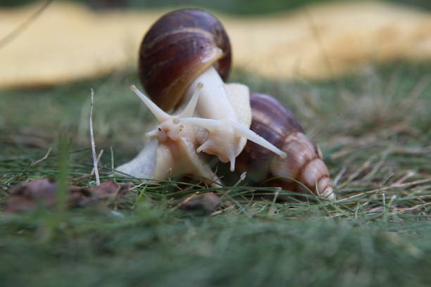 istock large African snail for cosmetology 1039537770
