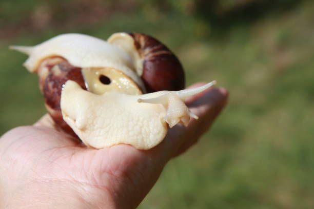 istock large African snail for cosmetology 1039537848