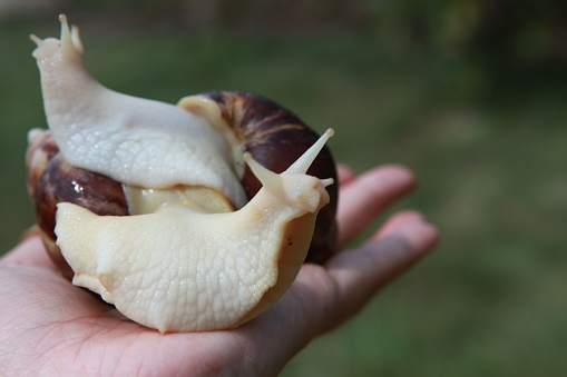 Live snails are used in cosmetology. Their mucus smoothes wrinkles. The peoples of Africa use these snails as food.