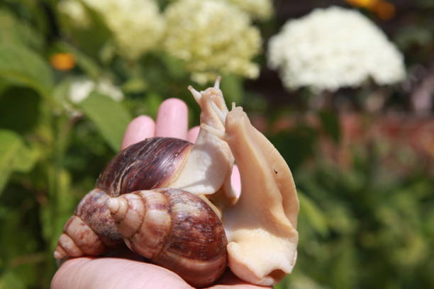 istock large African snail for cosmetology 1039537968