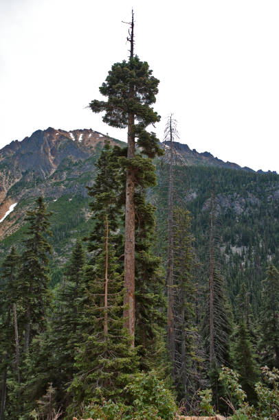 wysokie drzewo w parku narodowym north cascade - north cascades national park mountain above cascade range zdjęcia i obrazy z banku zdjęć