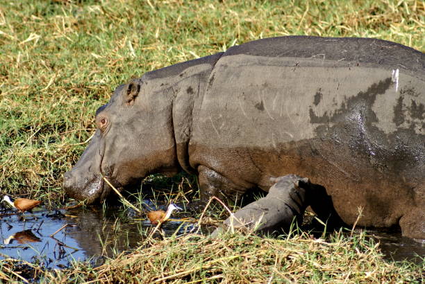 istock Hippo on an island in the Chobe River 1039549778
