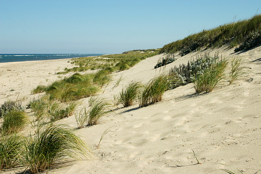 Wild, public beach of Punta Sabbioni, bordered by the typical sand dunes. Punta Sabbioni is part of Cavallino-Treporti in the municipality of Venice.