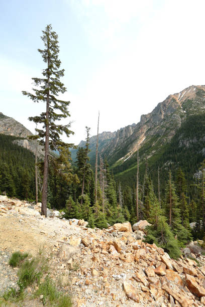 samotne drzewo w północnych kaskadach - north cascades national park mountain above cascade range zdjęcia i obrazy z banku zdjęć