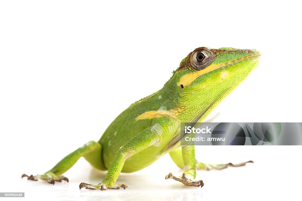 Knight Anole - Zbiór zdjęć royalty-free (Anolis)