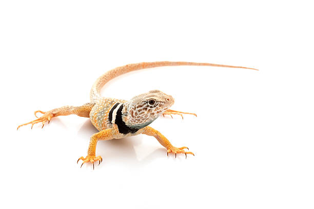 lézard à tête jaune - lizard collared lizard reptile animal photos et images de collection