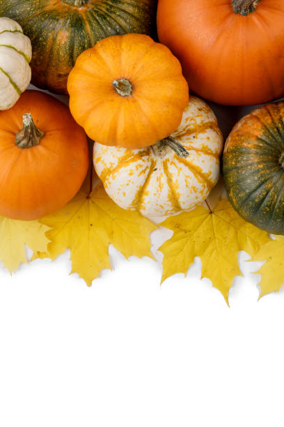 istock Pumpkins and leaves on white 1039554722