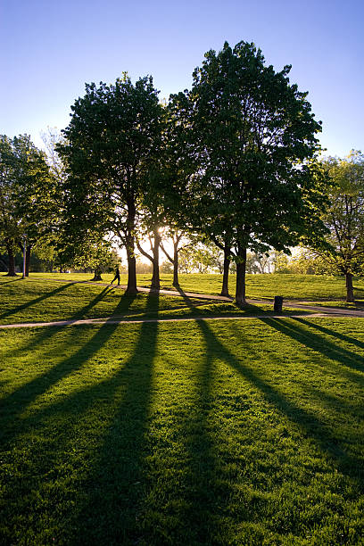 Trees casting shadows stock photo