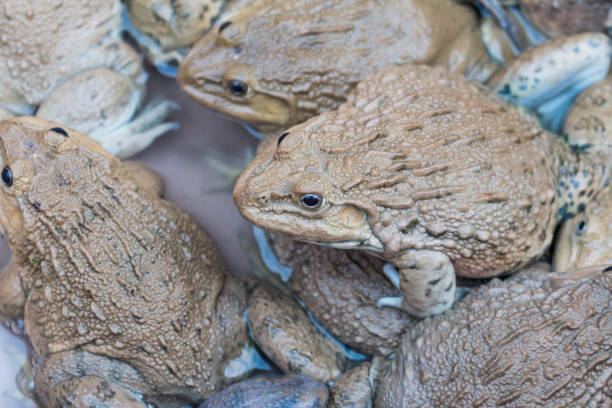 istock Many frogs in the market 1039557078
