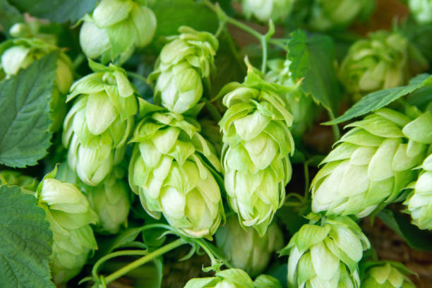 istock Fresh hop cones for brewery and bread 1039560092