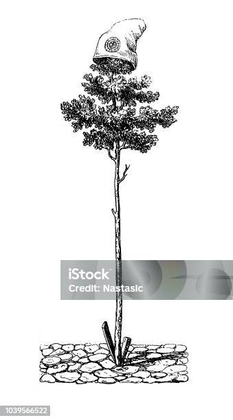 A Jacobean Freedom Tree In Mainz Stock Illustration - Download Image Now - Liberty Tree, Freedom, 19th Century Style