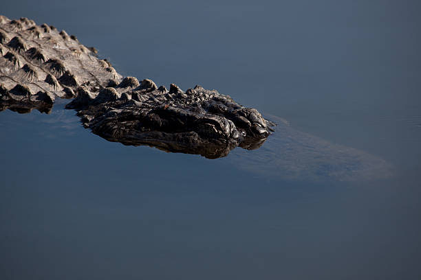 istock Aligator peaks above water 103956703