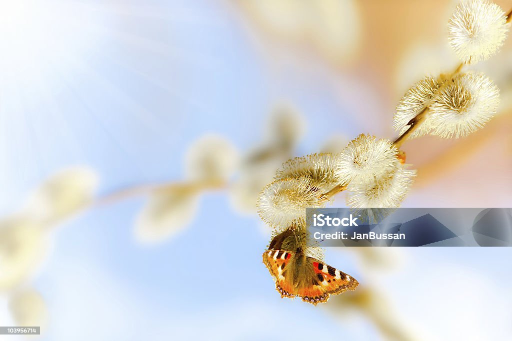 Belas borboletas em uma filial macios - Foto de stock de Abelha royalty-free