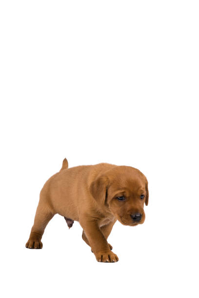 istock 5 week old labrador puppy isolated on a white background walking away 1039567280