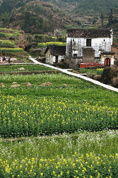 istock Cole Flowers and White Farm Houses 103956799