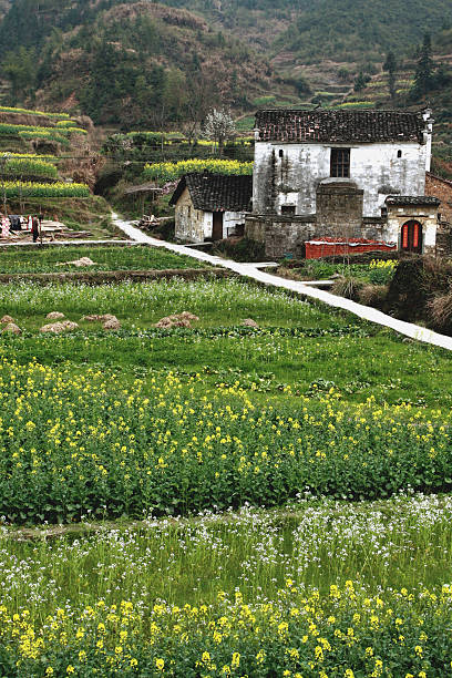 Cole Flowers and White Farm Houses stock photo