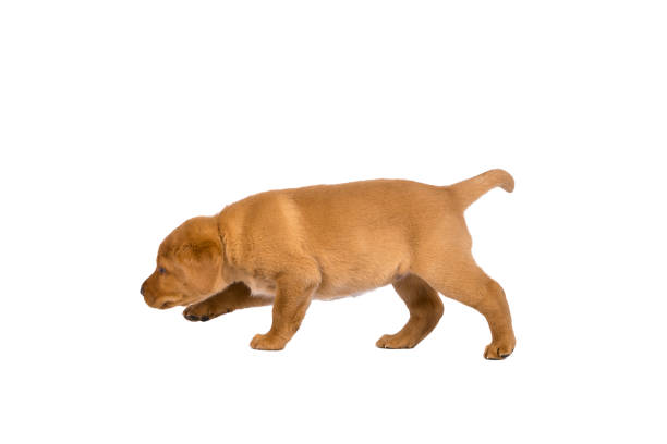 istock 5 week old labrador puppy isolated on a white background walking away 1039568064