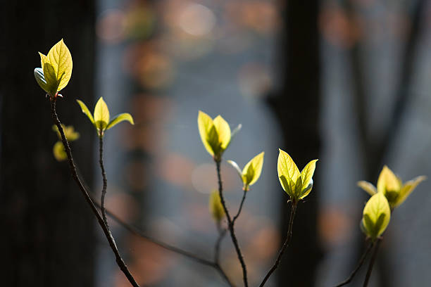 New Leaves stock photo