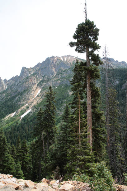 wysokie drzewo na pierwszym planie z north cascade peaks w odległości - north cascades national park mountain above cascade range zdjęcia i obrazy z banku zdjęć