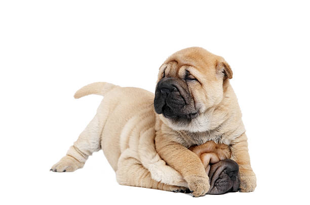 playing sharpei puppy dog  mini shar pei puppies stock pictures, royalty-free photos & images