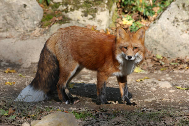 istock Beautiful male red fox (Vulpes vulpes) 1039568852