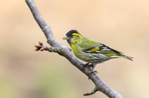 istock Eurasian siskin (Spinus spinus) perching on a branch 1039568868