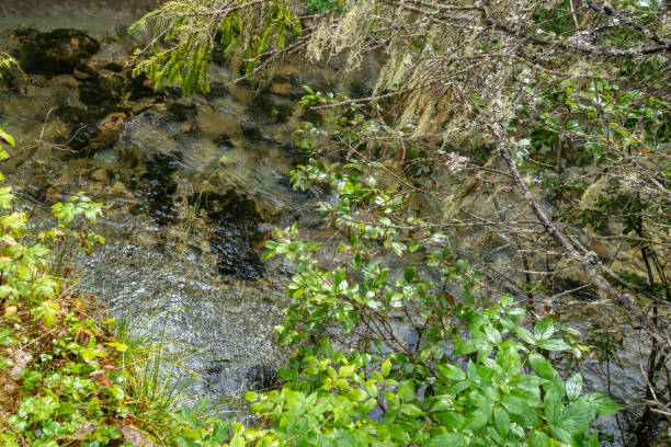istock Fast river near forest in Bucegi mountains,  Romania 1039568960