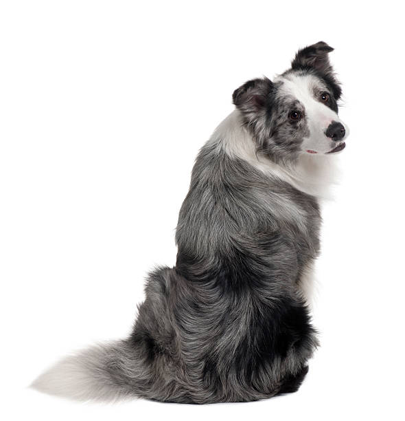istock Rear view of Border Collie, sitting and looking back 103957087