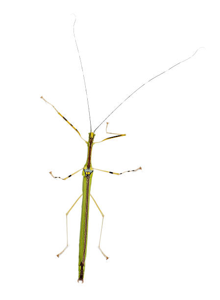 istock Front view of Necroscia annulipes, phasma, stick insect 103957111