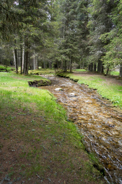 istock Fast river near forest in Bucegi mountains,  Romania 1039572500