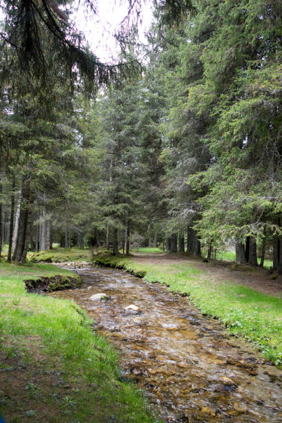 istock Fast river near forest in Bucegi mountains,  Romania 1039572520