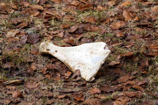 istock Faded bone lies in the fall foliage 1039572740