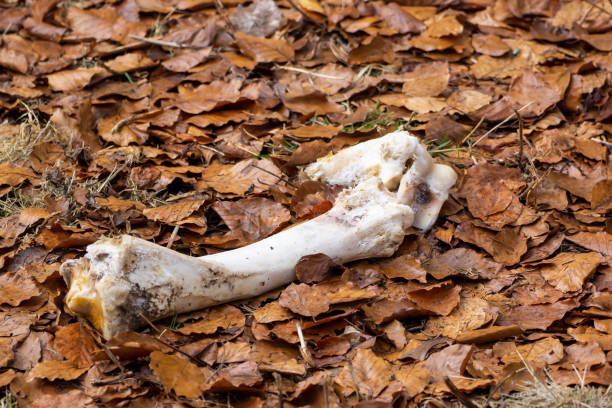 istock Faded bone lies in the fall foliage 1039572812