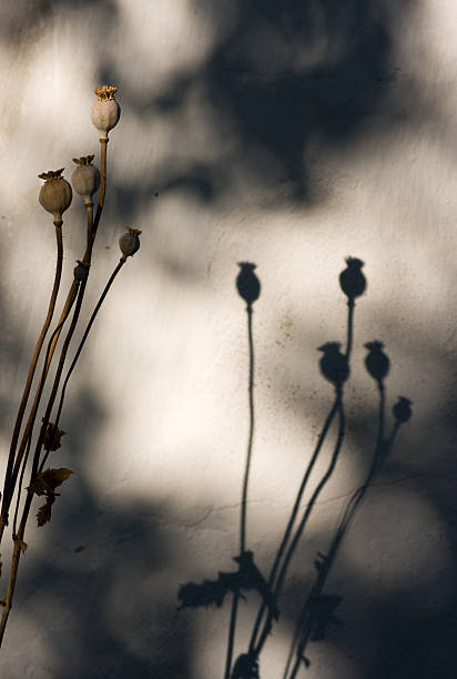 poppy heads - poppy flower opium poppy formal garden stock-fotos und bilder