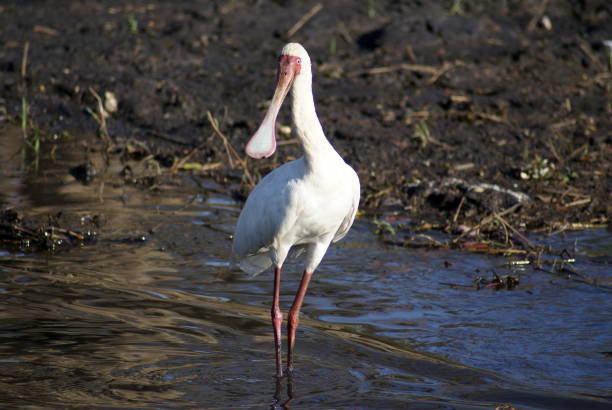 istock African spoonbill in the Chobe River 1039574312